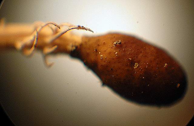 Una  misteriosa  Cordyceps